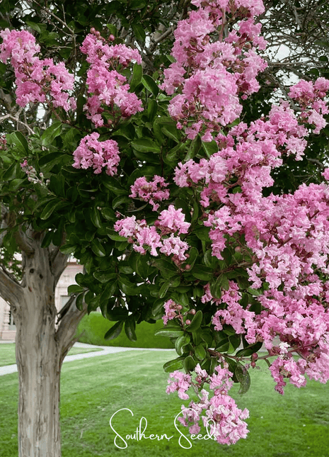 Crape Myrtle – 50 Seeds
