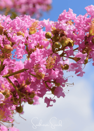 Crape Myrtle – 50 Seeds
