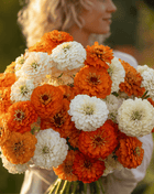 Creamsicle Zinnia – 100 Seeds
