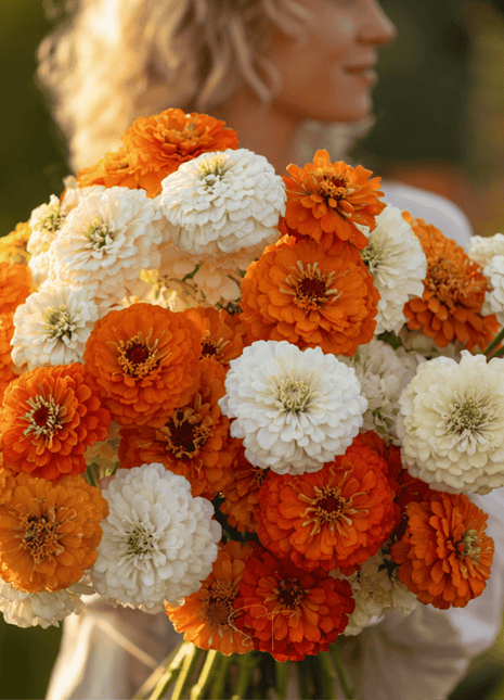 Creamsicle Zinnia – 100 Seeds