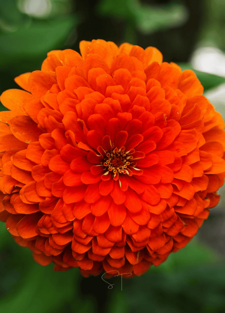 Creamsicle Zinnia – 100 Seeds