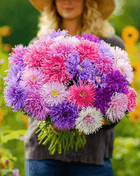 Crego Giant Aster Mix – 50 Seeds