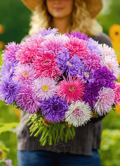 Crego Giant Aster Mix – 50 Seeds
