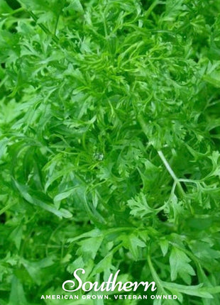 Curled Cress – 200 Seeds