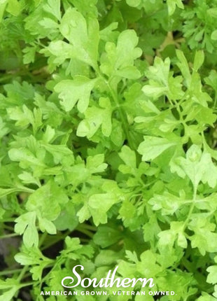 Curled Cress – 200 Seeds