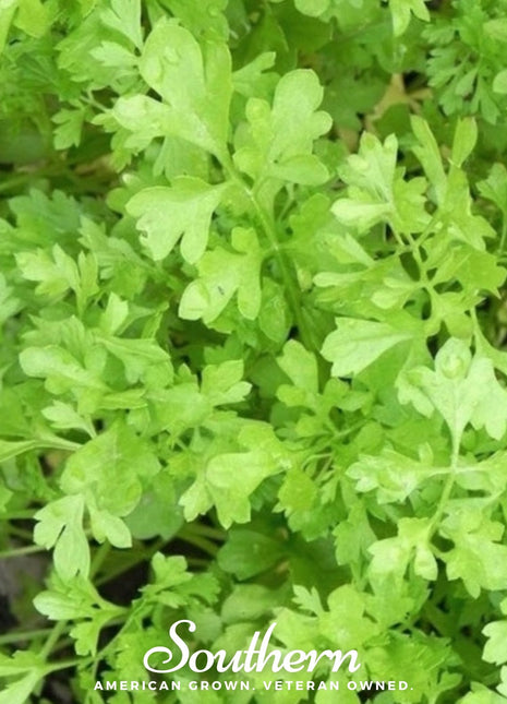Curled Cress – 200 Seeds