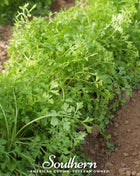 Curled Cress – 200 Seeds