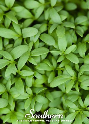 Pepper Cress – 500 Seeds