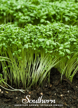 Pepper Cress – 500 Seeds