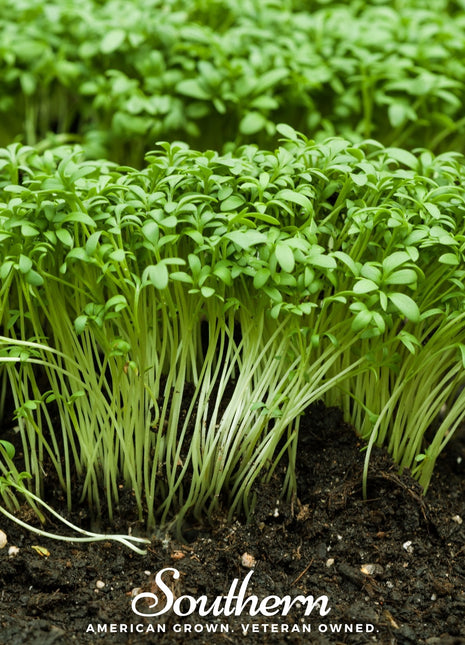 Pepper Cress – 500 Seeds