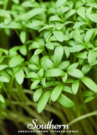 Pepper Cress – 500 Seeds
