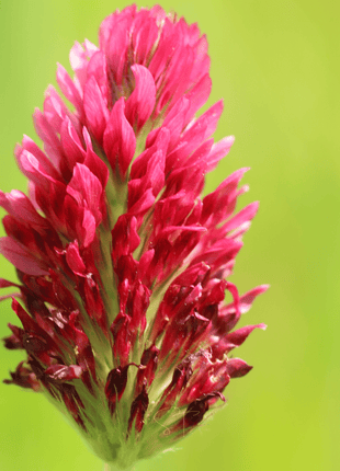 Crimson “Dixie” Clover – 1,000 Seeds