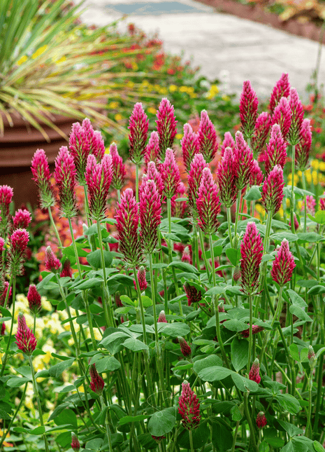 Crimson “Dixie” Clover – 1,000 Seeds
