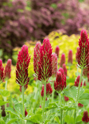 Crimson “Dixie” Clover – 1,000 Seeds