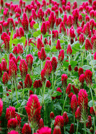 Crimson “Dixie” Clover – 1,000 Seeds