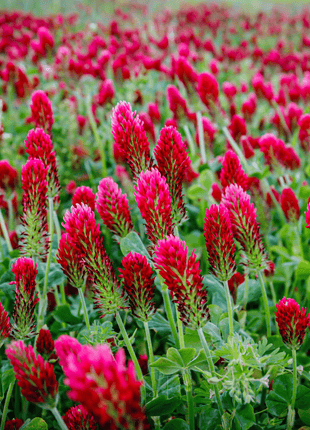 Crimson “Dixie” Clover – 1,000 Seeds