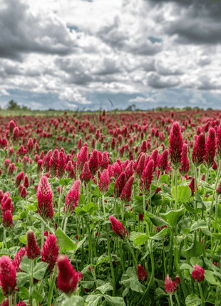 Crimson “Dixie” Clover – 1,000 Seeds