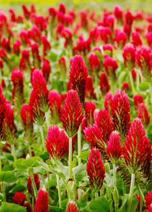 Crimson “Dixie” Clover – 1,000 Seeds