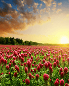 Crimson “Dixie” Clover – 1,000 Seeds