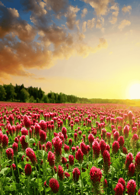 Crimson “Dixie” Clover – 1,000 Seeds