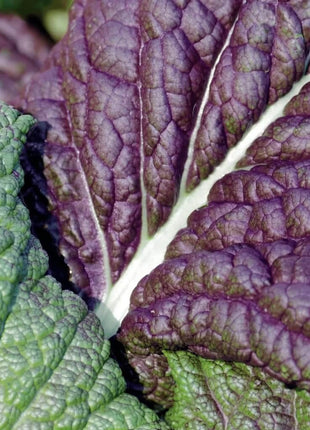 Red Giant Mustard – 100 Seeds