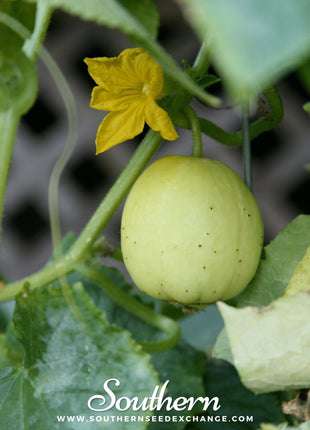 Lemon Cucumber – 30 Seeds