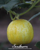 Lemon Cucumber – 30 Seeds