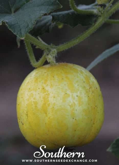 Lemon Cucumber – 30 Seeds