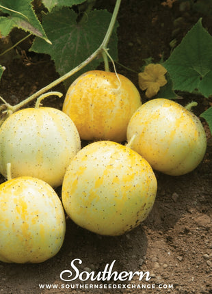 Lemon Cucumber – 30 Seeds