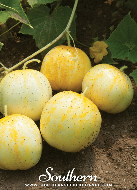 Lemon Cucumber – 30 Seeds