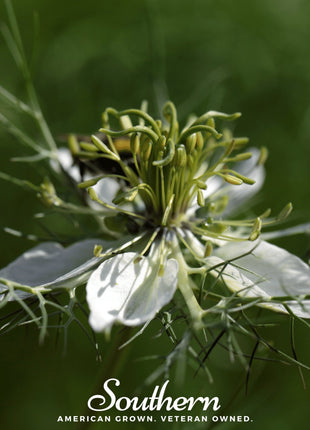 Black Cumin – 50 Seeds
