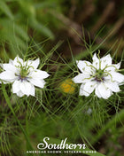 Black Cumin – 50 Seeds
