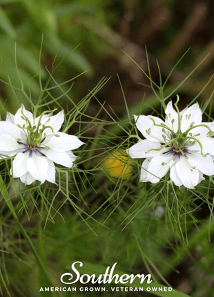 Black Cumin – 50 Seeds