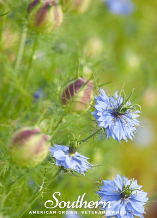 Black Cumin – 50 Seeds