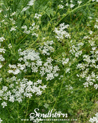 Cumin – 100 Seeds