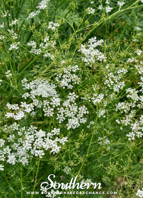Cumin – 100 Seeds