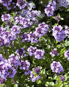 Lemon Thyme – 250 Seeds