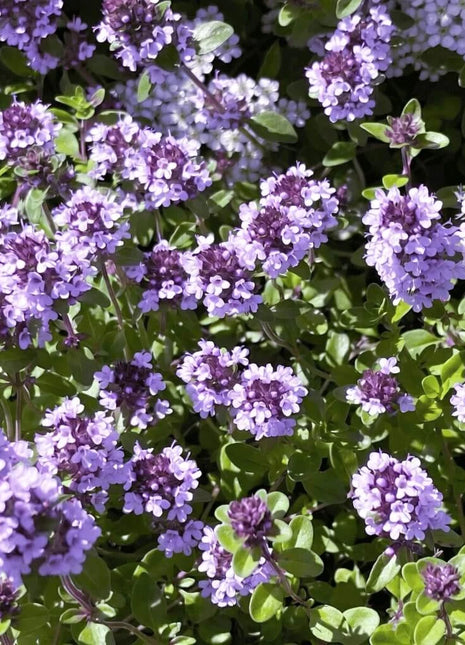 Lemon Thyme – 250 Seeds