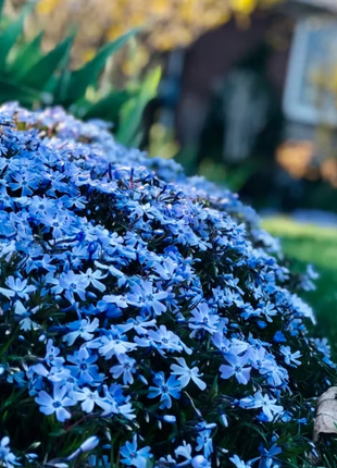 💐Creeping Phlox Seeds✨Vibrant Tapestry of Color
