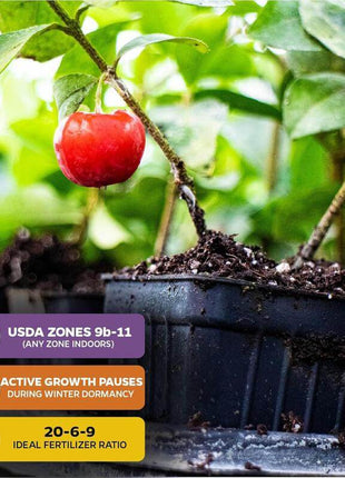 🍒 (New Harvest) Sweet Cherry Seeds 🌿Pre-Primed for High Germination (99% Germination)