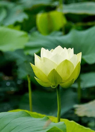 Bowl Lotus Seeds Bonsai Lotus Seeds for Planting Water Lily Flower Aquatic Plants Seeds