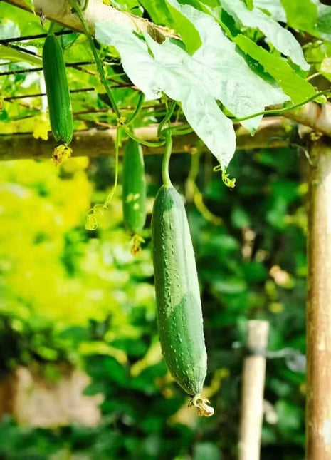 Luffa Gourd – 20 Seeds