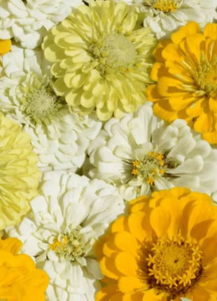Lemon Meringue Zinnia – 100 Seeds