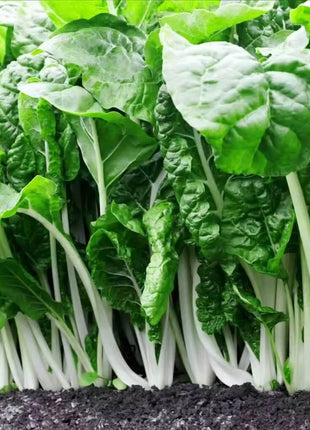 Fordhook Giant Swiss Chard – 100 Seeds