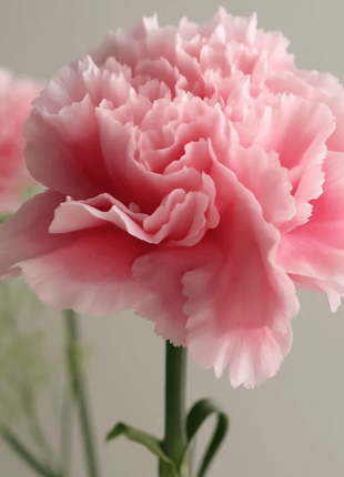 Carnation Perennial Seeds 20pcs High Survival Rate