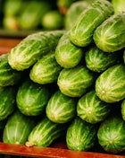 Ashley Cucumber – 30 Seeds