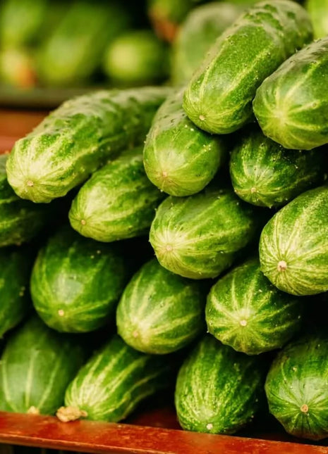 Ashley Cucumber – 30 Seeds