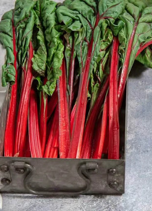 Ruby Red Swiss Chard – 100 Seeds