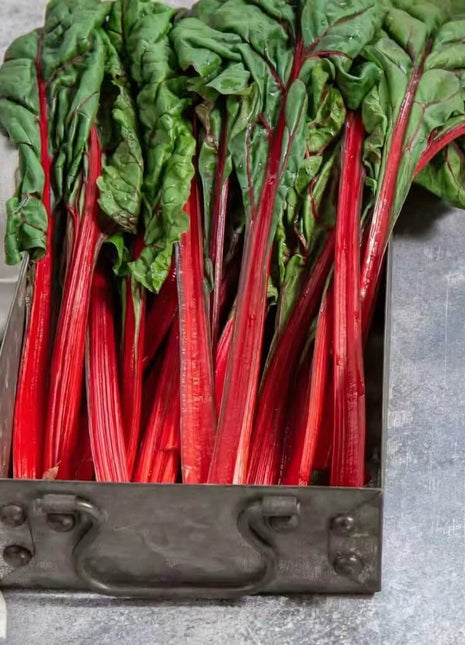 Ruby Red Swiss Chard – 100 Seeds