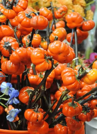 Pumpkin On A Stick Eggplant – 15 Seeds